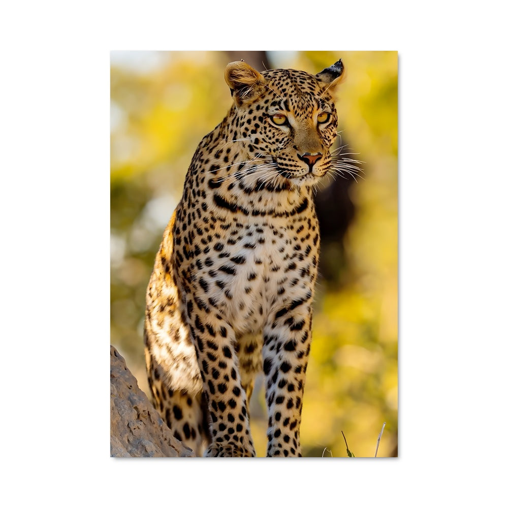 Wild Leopard Poster – Aesthetic Posters
