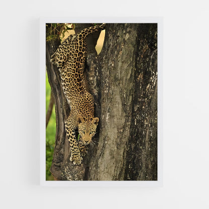 ap-leopard-13 cadre Blanc