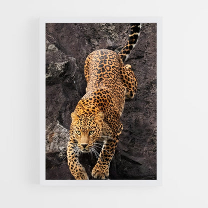 ap-leopard-8 cadre Blanc