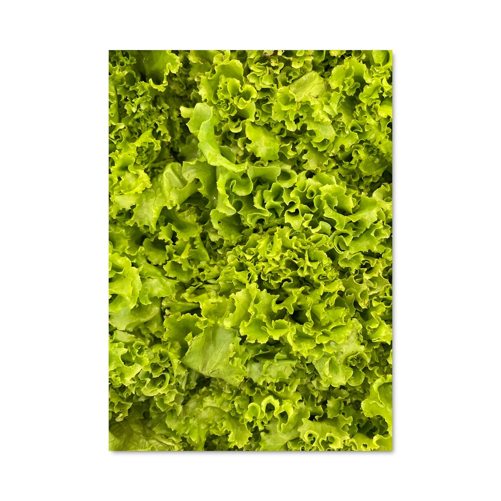Poster Laitue Éclatante