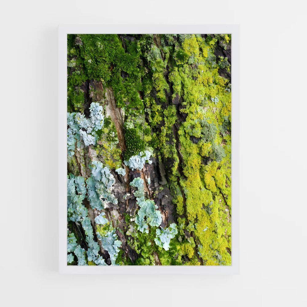 ap-lichen-1 cadre Blanc