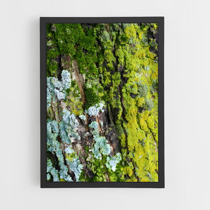 ap-lichen-1 cadre Noir