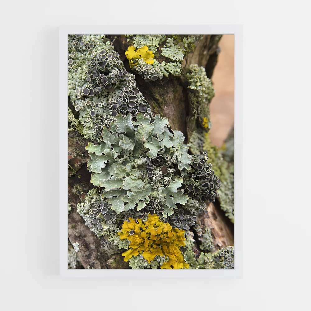 ap-lichen-2 cadre Blanc