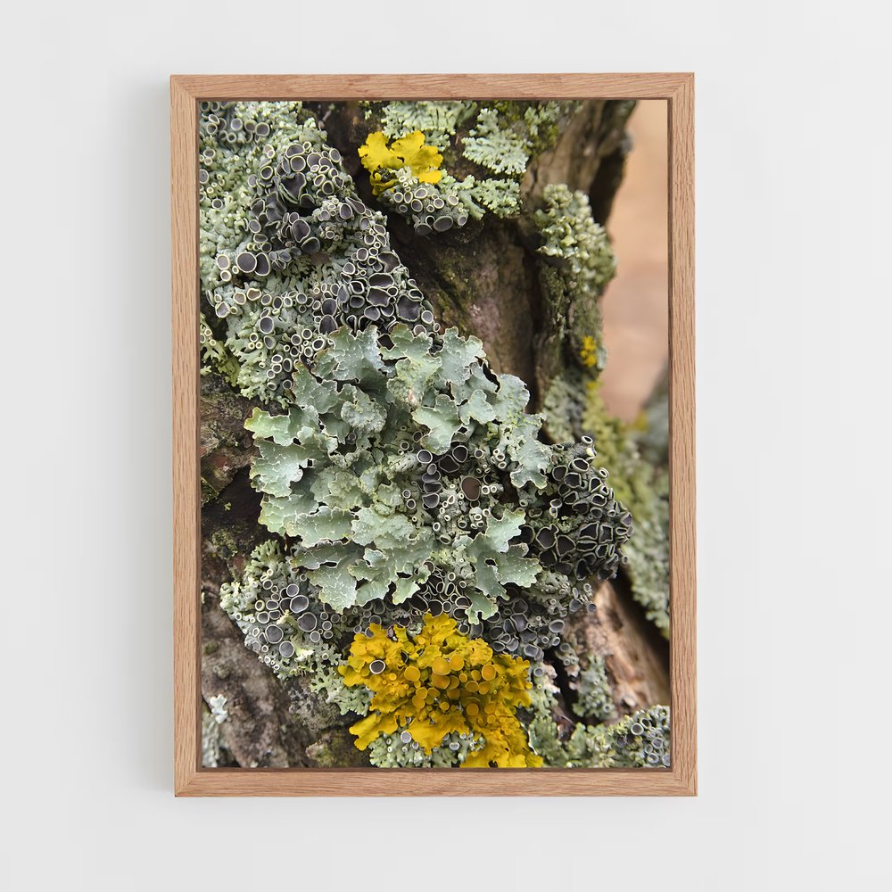 ap-lichen-2 cadre Bois clair