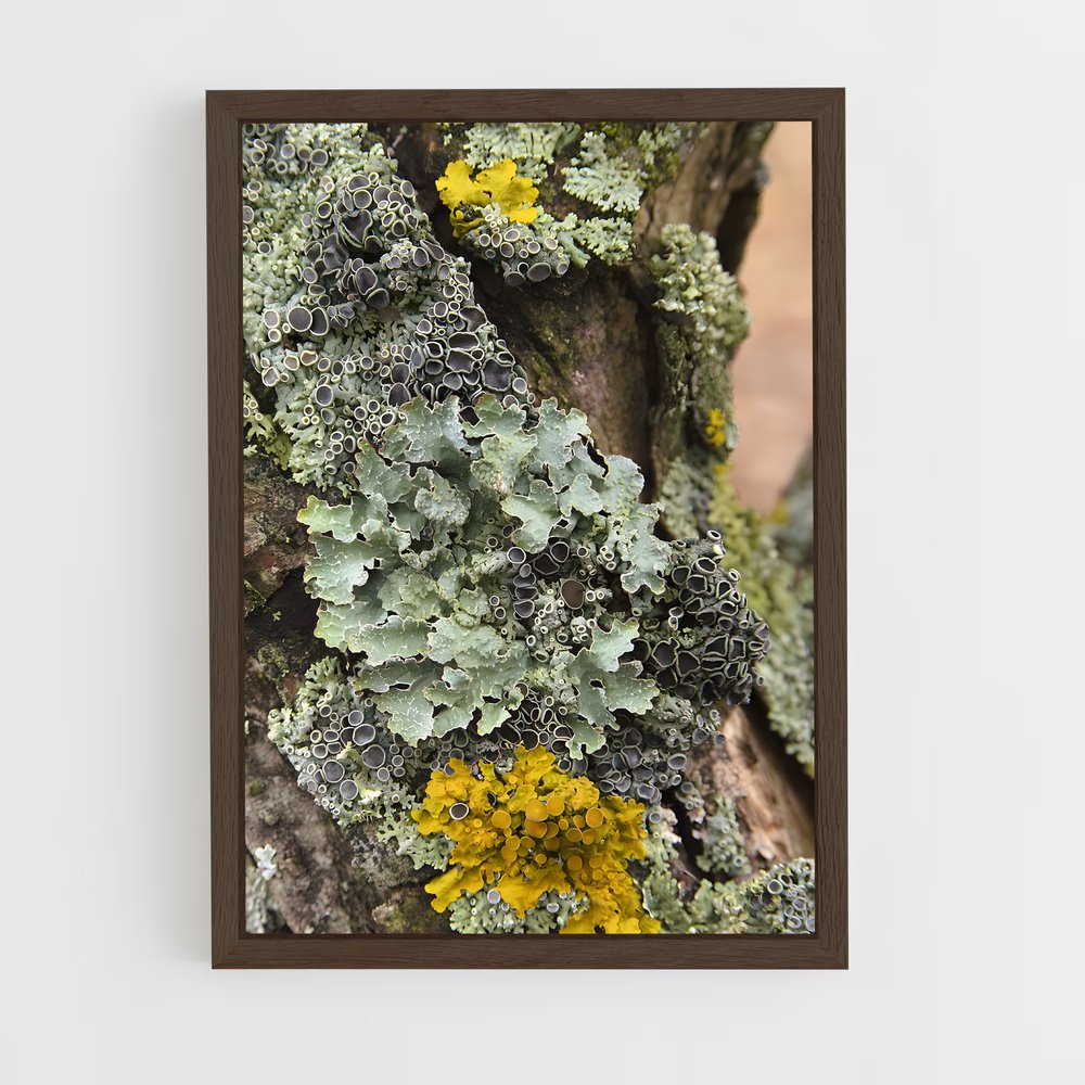 ap-lichen-2 cadre Bois foncé