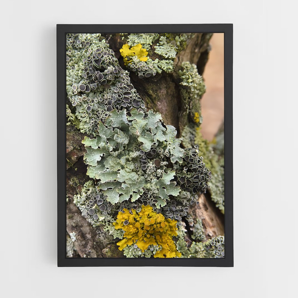 ap-lichen-2 cadre Noir