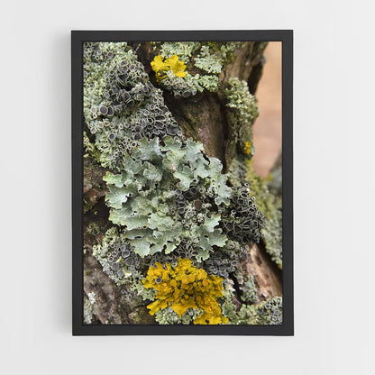 ap-lichen-2 cadre Noir