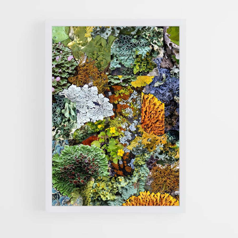 ap-lichen-3 cadre Blanc