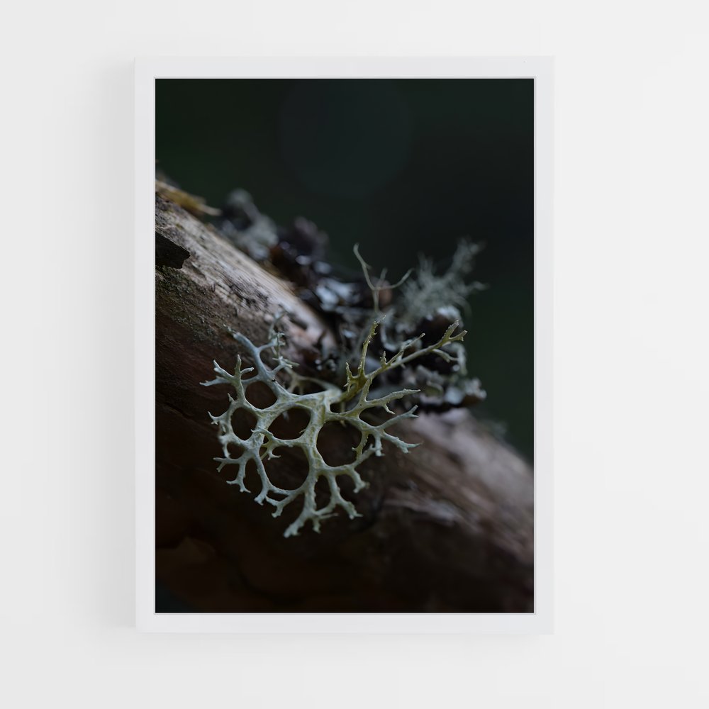 ap-lichen-4 cadre Blanc