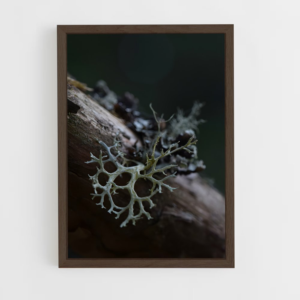 ap-lichen-4 cadre Bois foncé