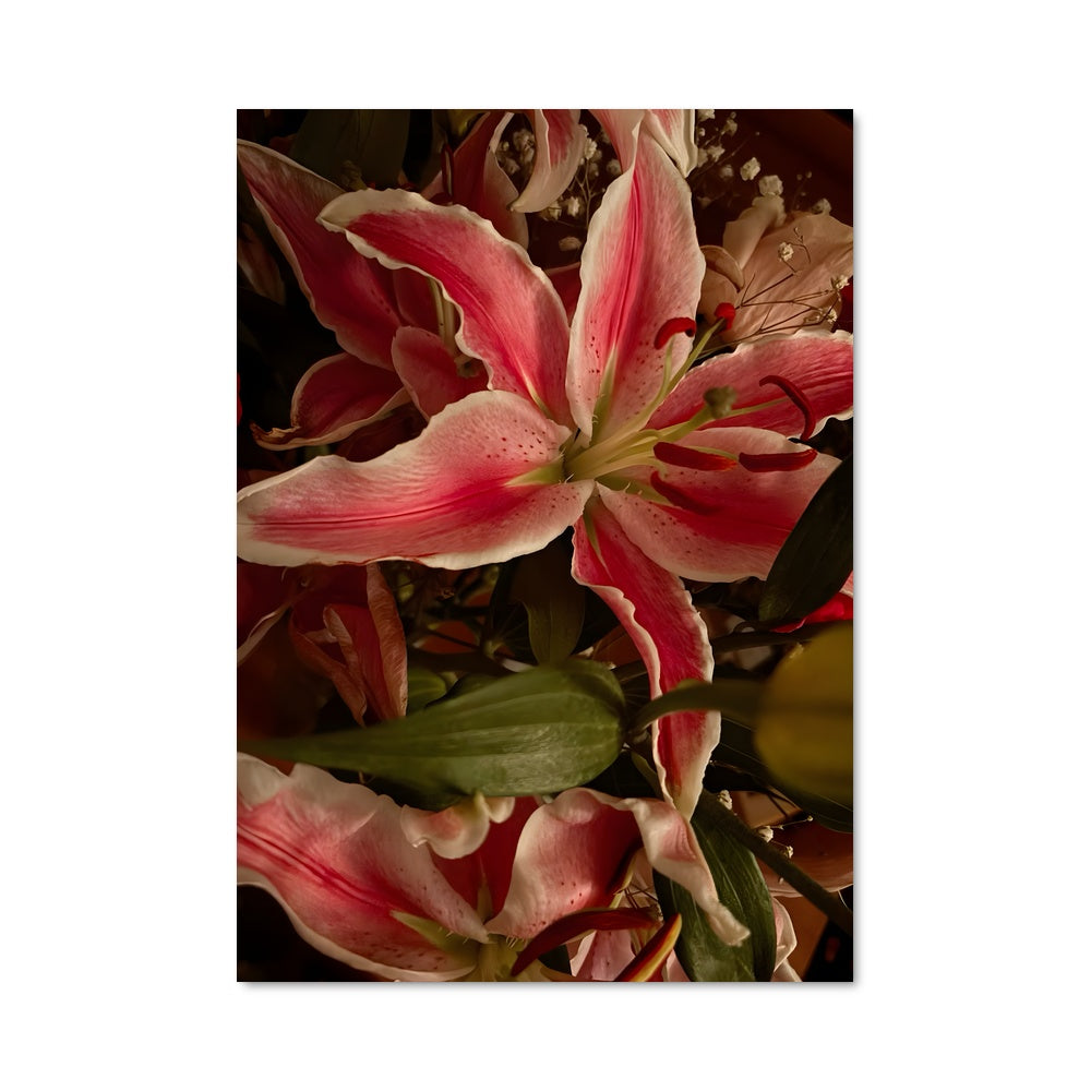 Poster Lily 96629