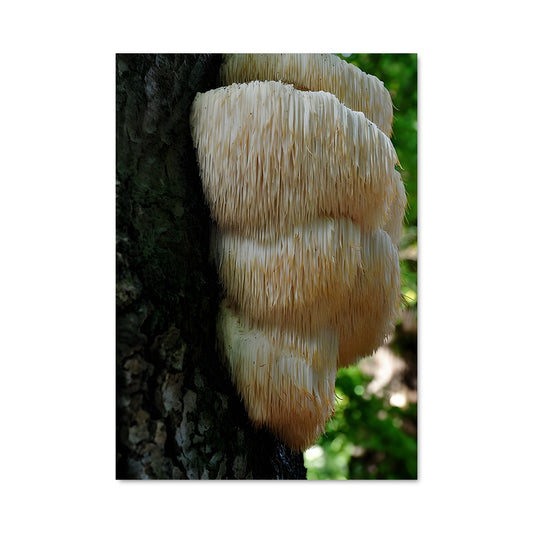 Poster La Crinière du Chêne