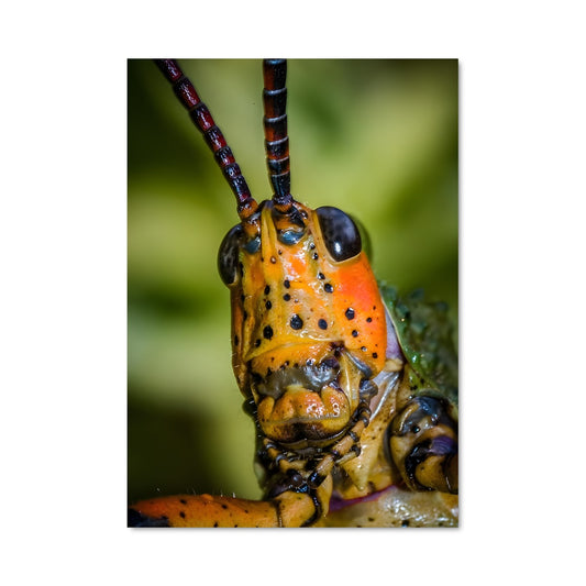 Poster Locust 85084