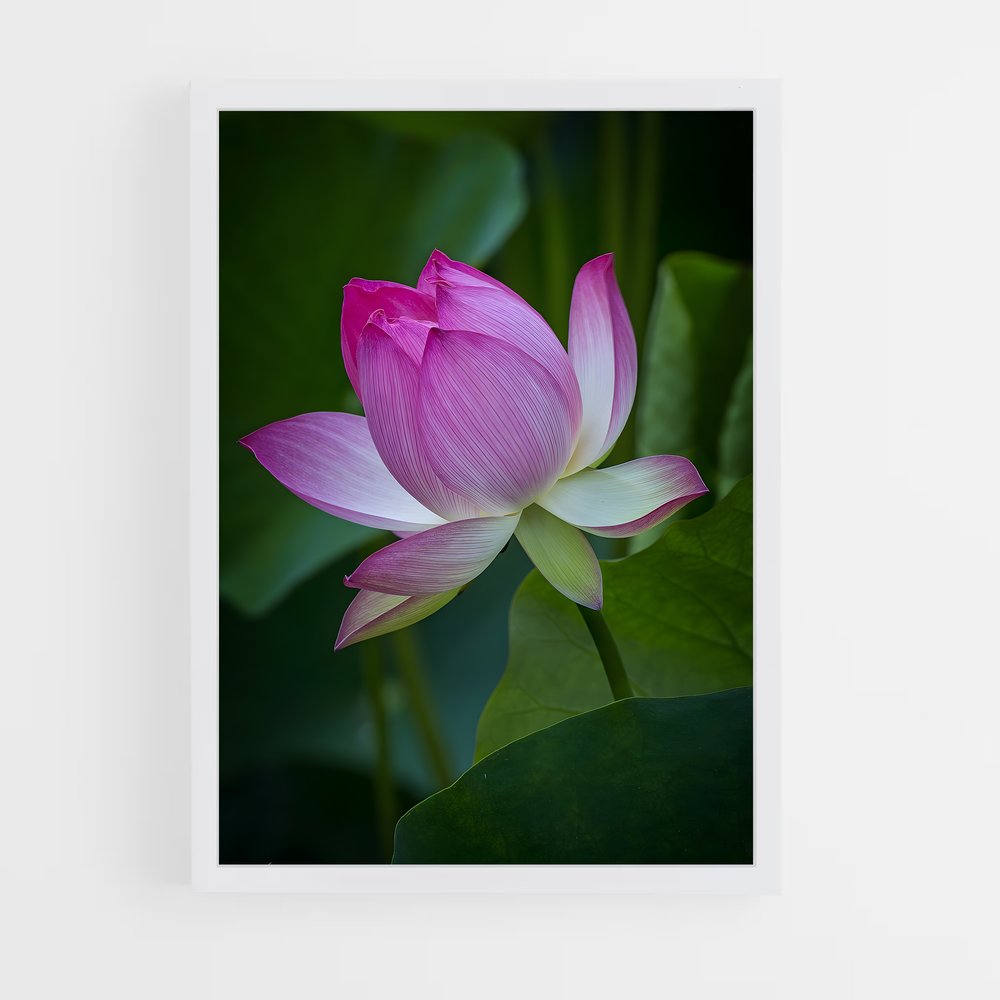 ap-lotus-3 cadre Blanc