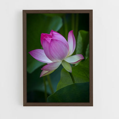 ap-lotus-3 cadre Bois foncé