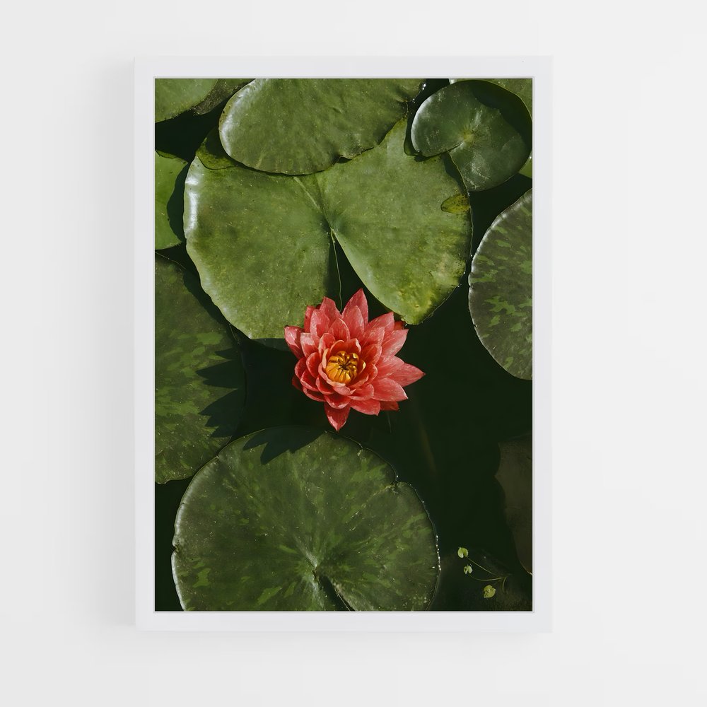ap-lotus-5 cadre Blanc
