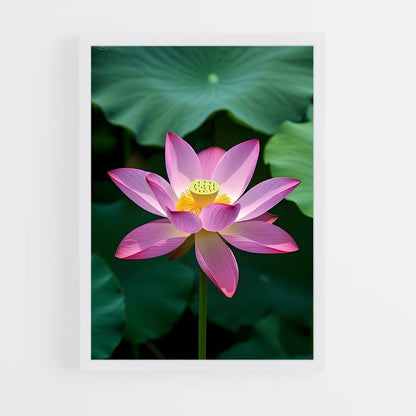 ap-lotus flower-5 cadre Blanc