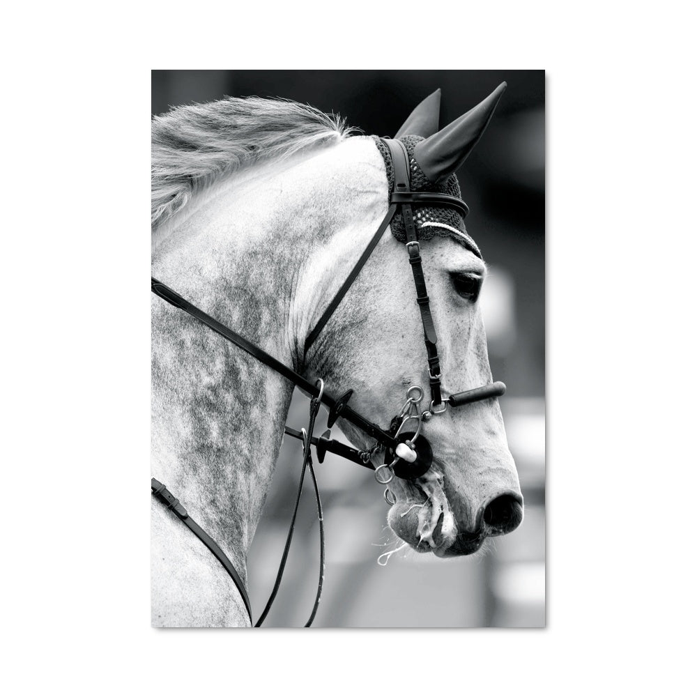 Poster Cheval de Course