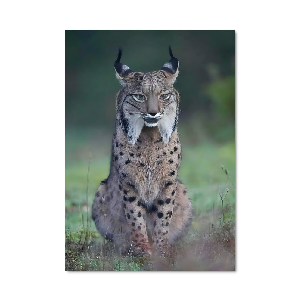 Poster Lynx 83940