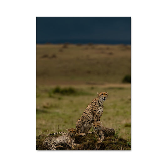 Poster Maasai mara national reserve 86534