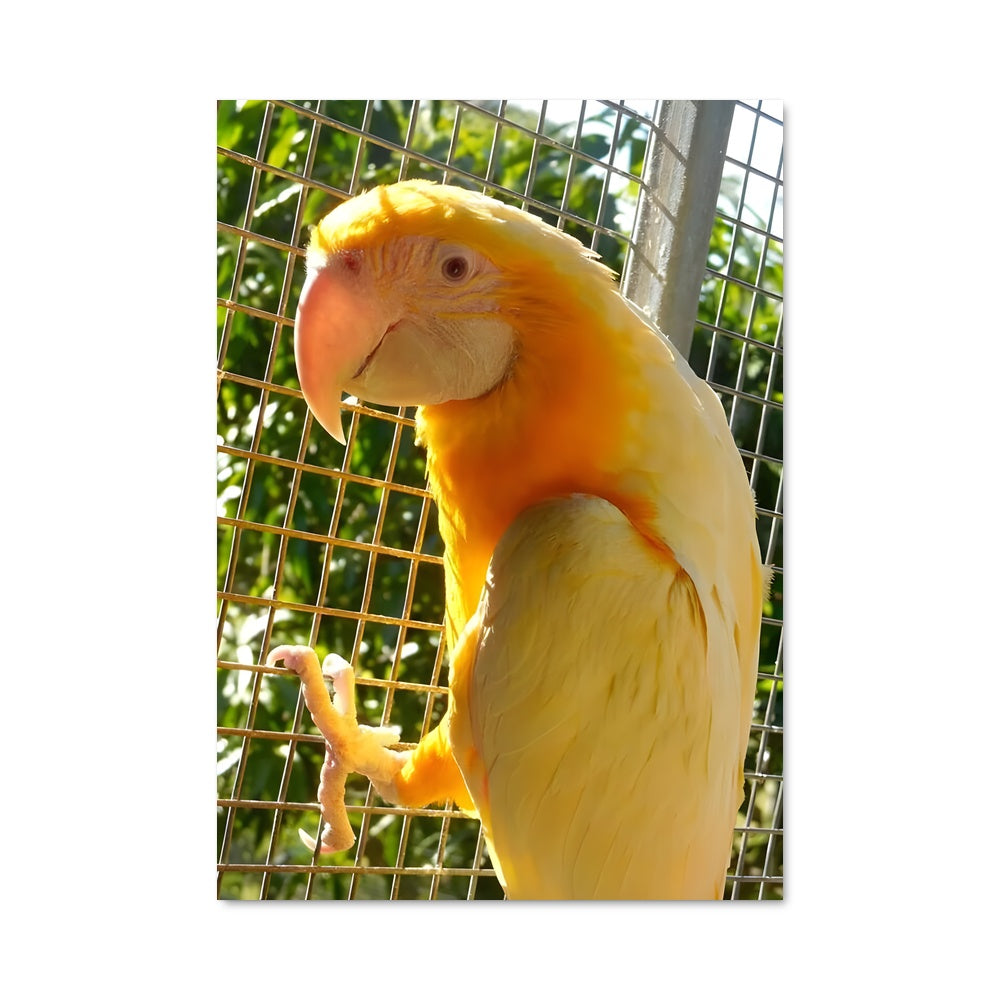 Poster Macaw Éclat