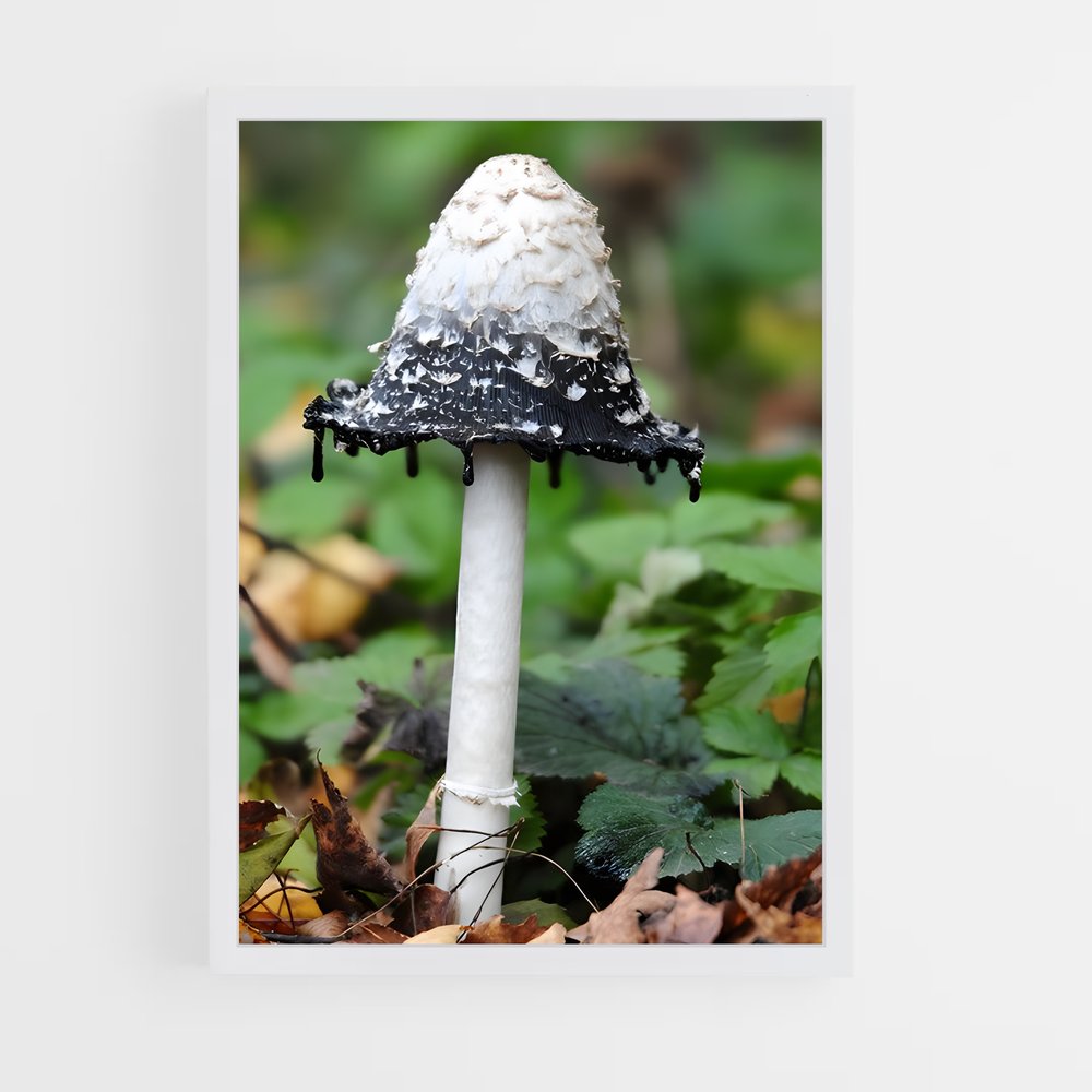 ap-magic mushroom-3 cadre Blanc