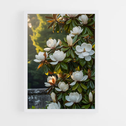 ap-magnolia-1 cadre Blanc