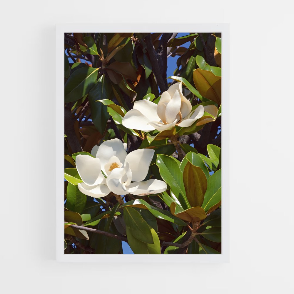 ap-magnolia-2 cadre Blanc