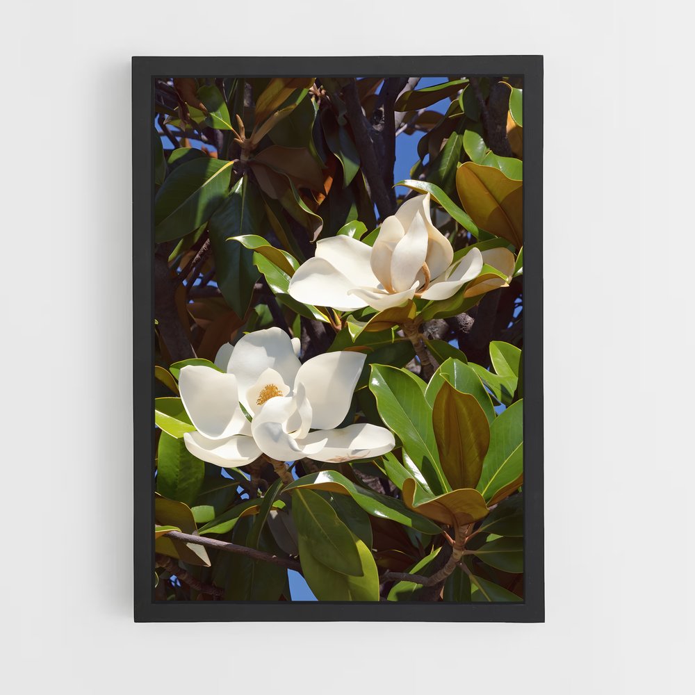 ap-magnolia-2 cadre Noir