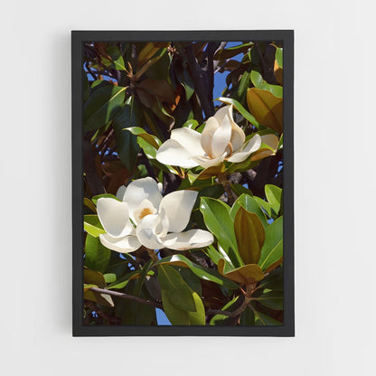 ap-magnolia-2 cadre Noir