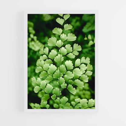 ap-maidenhair fern-1 cadre Blanc