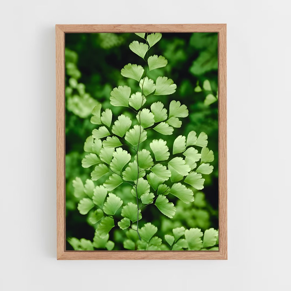 ap-maidenhair fern-1 cadre Bois clair