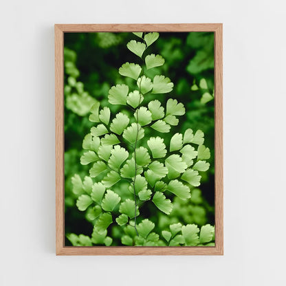 ap-maidenhair fern-1 cadre Bois clair