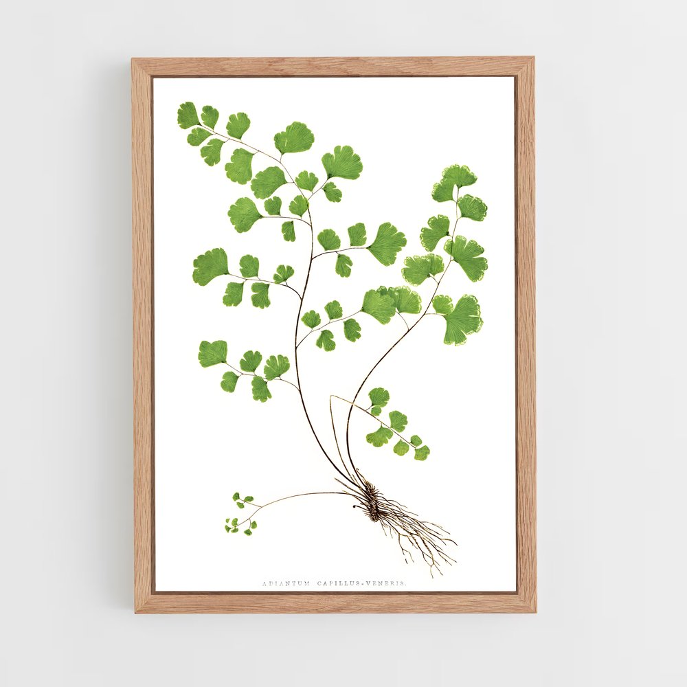 ap-maidenhair fern-2 cadre Bois clair