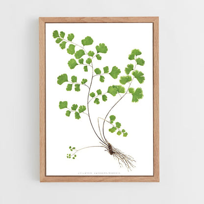 ap-maidenhair fern-2 cadre Bois clair