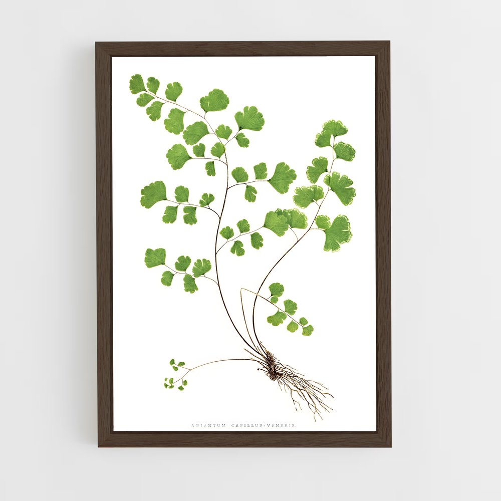 ap-maidenhair fern-2 cadre Bois foncé