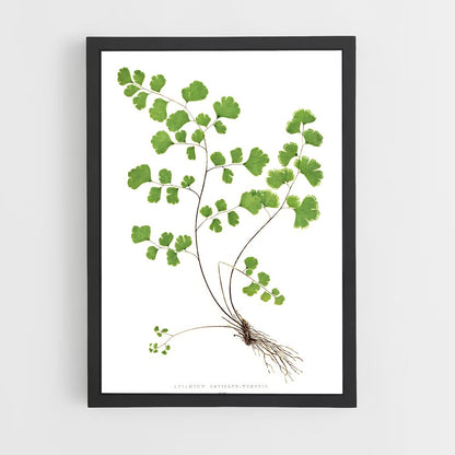 ap-maidenhair fern-2 cadre Noir