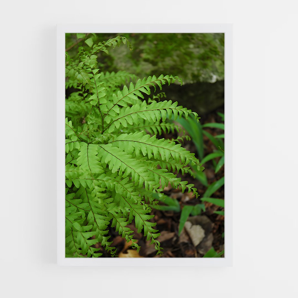 ap-maidenhair fern-3 cadre Blanc