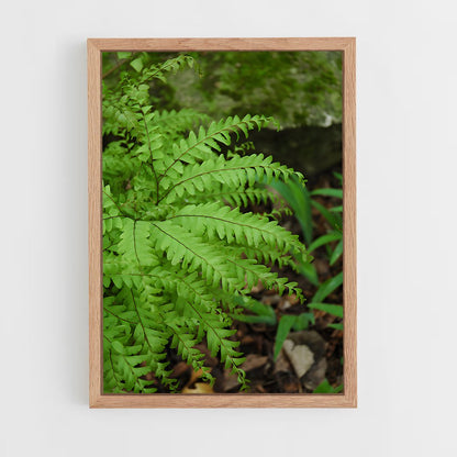 ap-maidenhair fern-3 cadre Bois clair