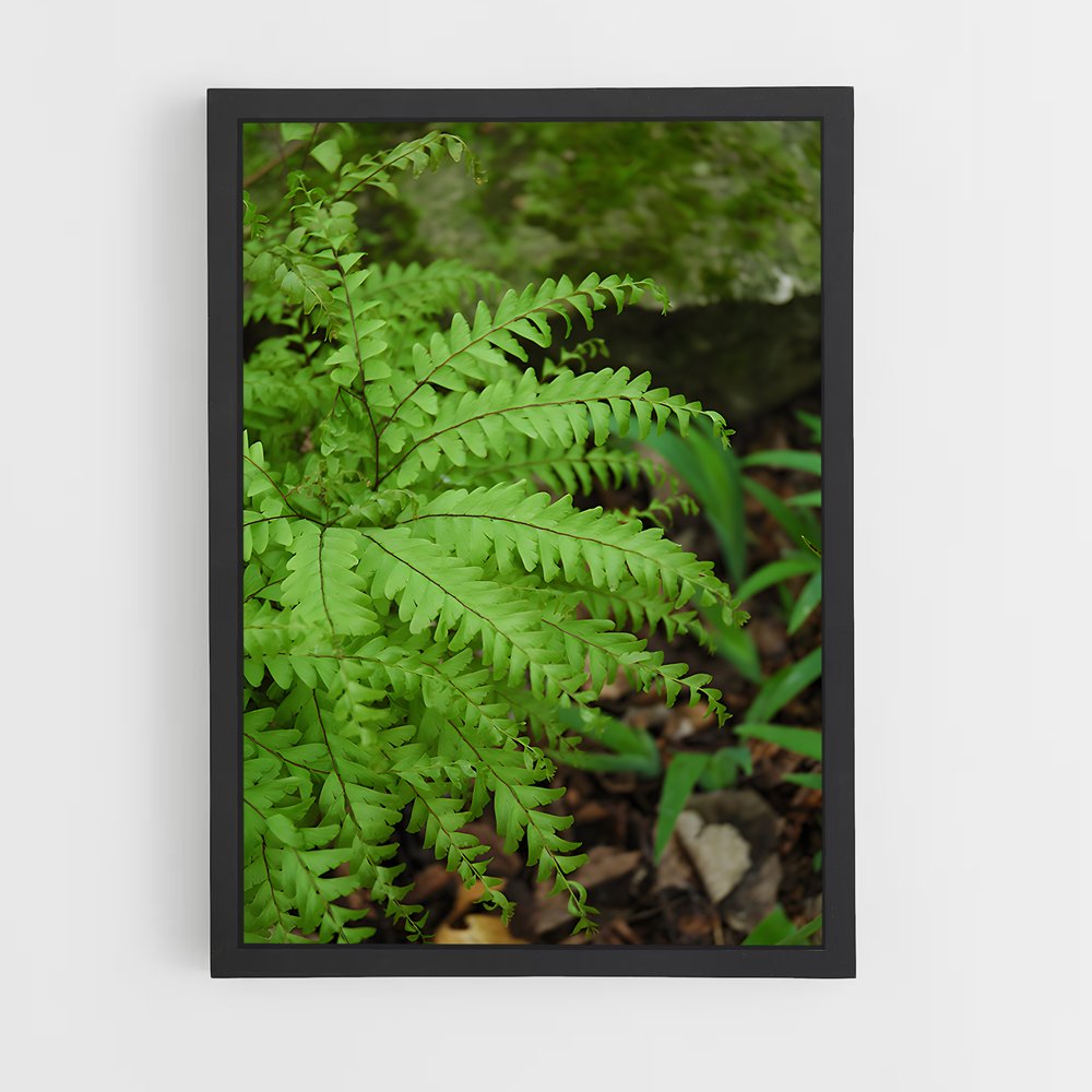 ap-maidenhair fern-3 cadre Noir