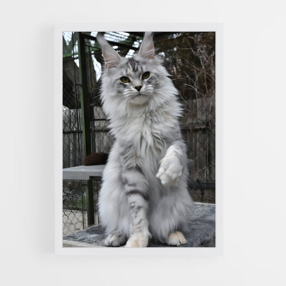 ap-maine coon-1 cadre Blanc