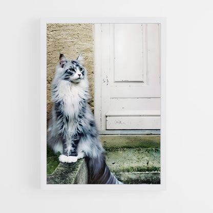 ap-maine coon-7 cadre Blanc