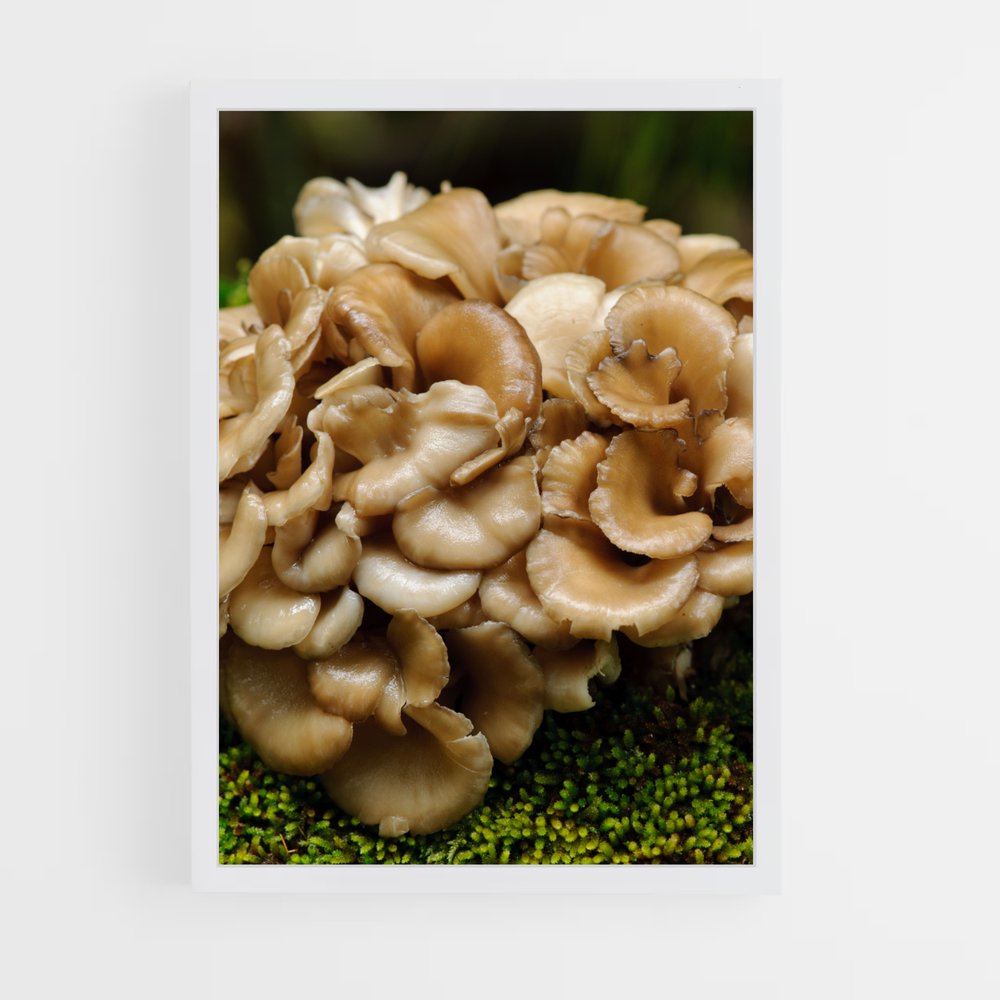 ap-maitake-1 cadre Blanc
