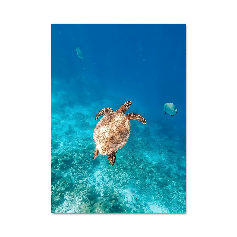 Poster Nage Émeraude