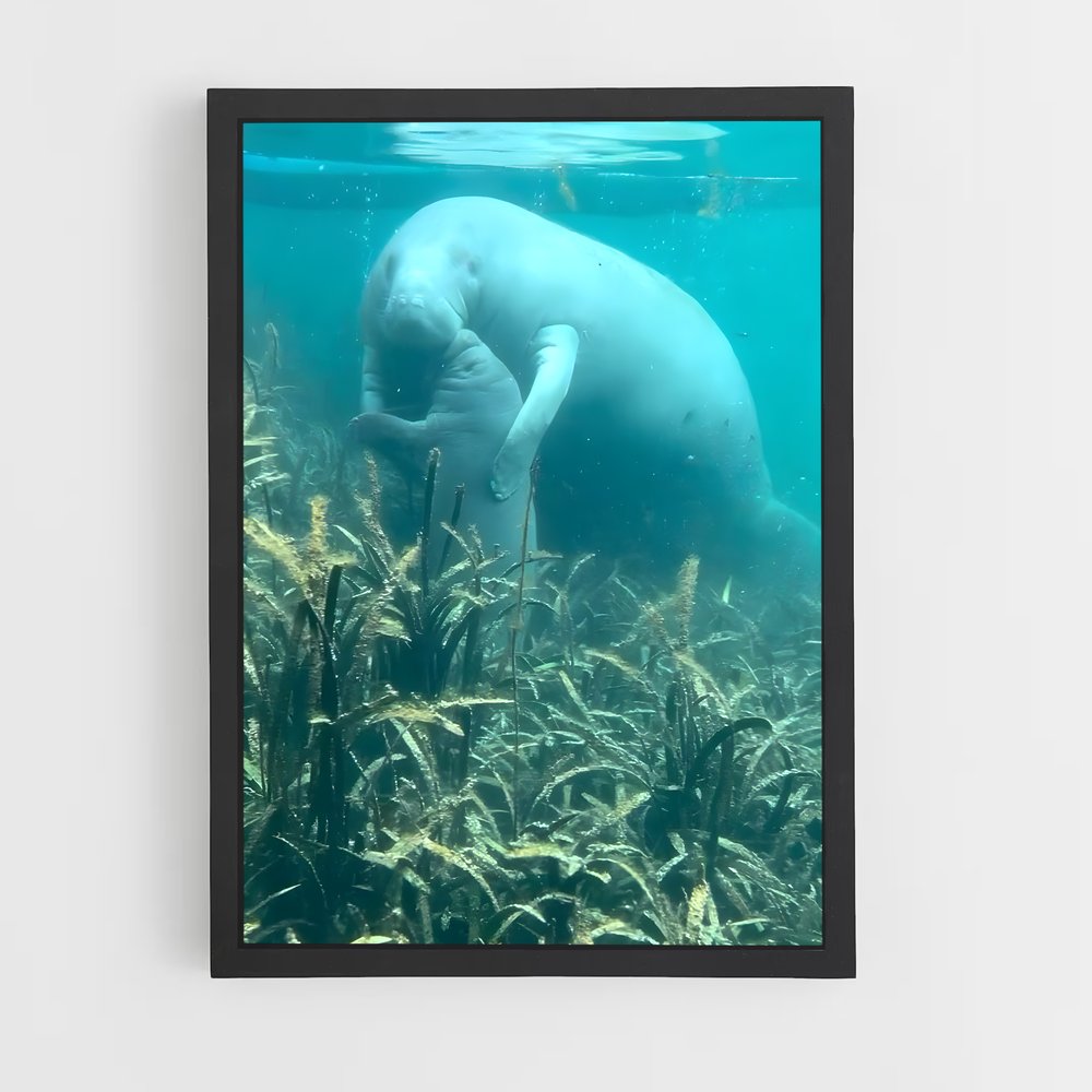 ap-manatee-3 cadre Noir