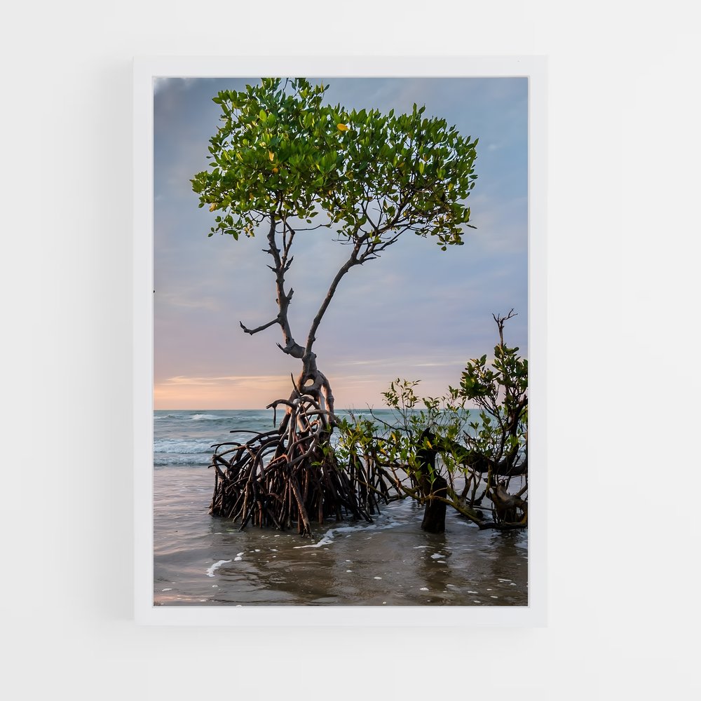 ap-mangrove-14 cadre Blanc