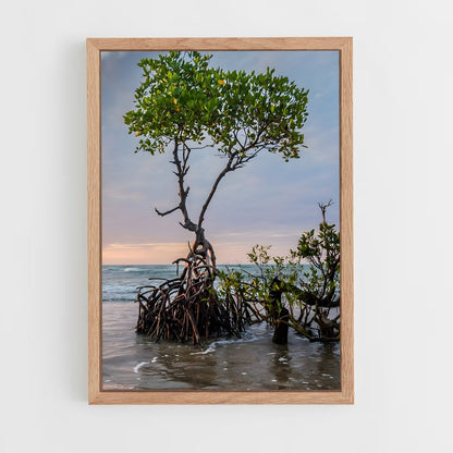 ap-mangrove-14 cadre Bois clair