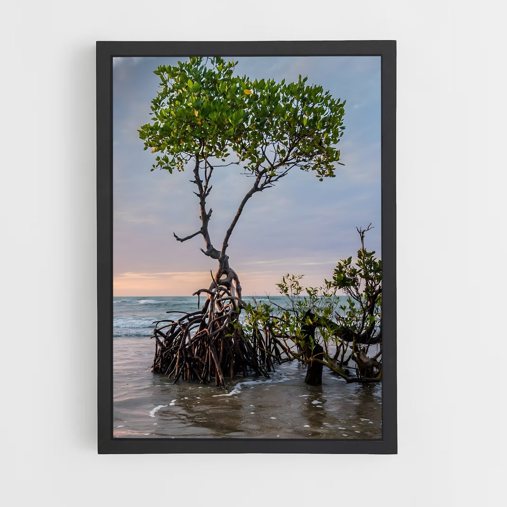 ap-mangrove-14 cadre Noir