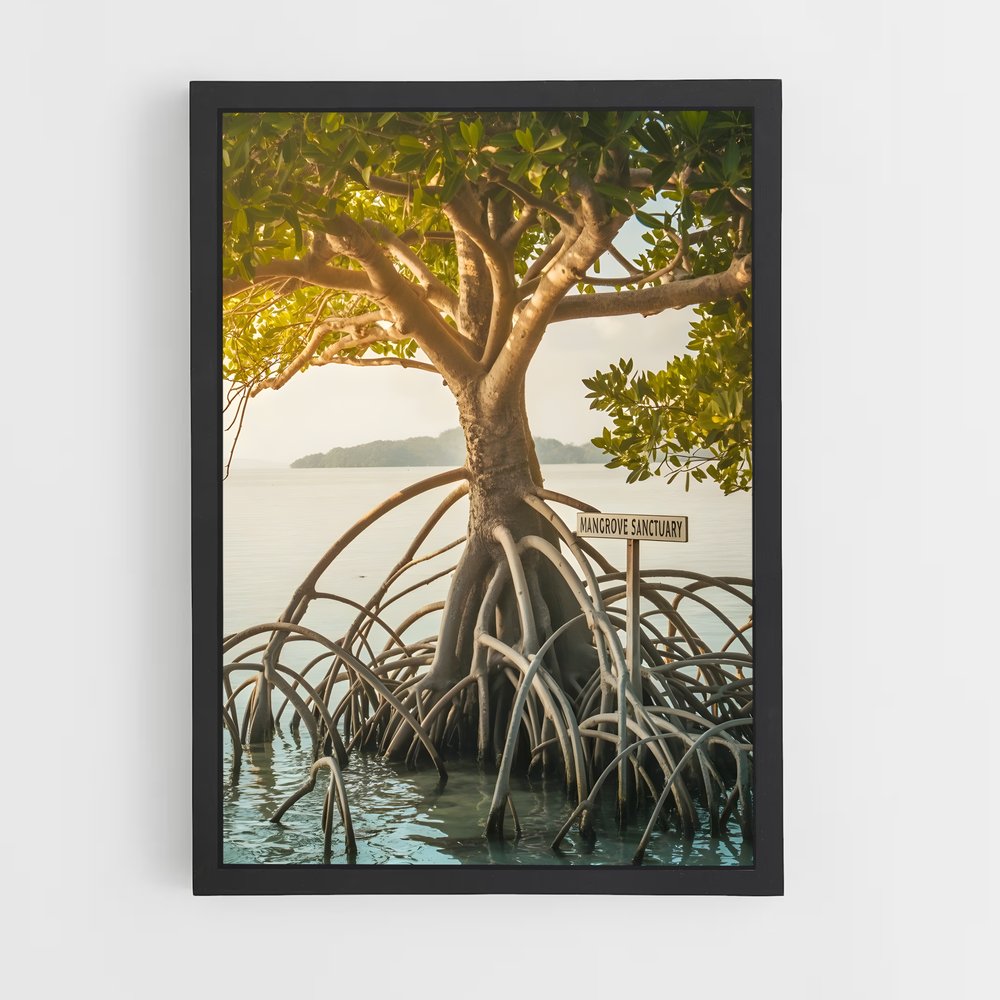 ap-mangrove-15 cadre Noir
