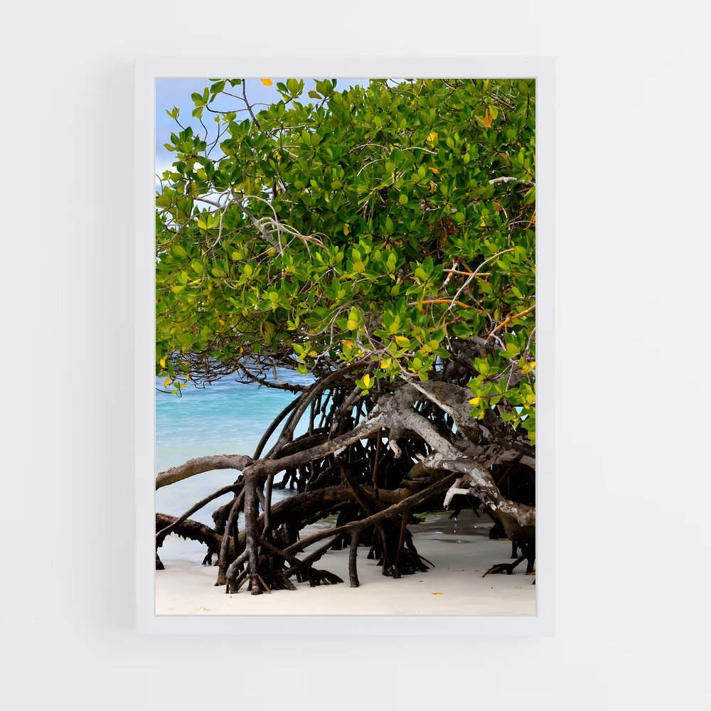 ap-mangrove-9 cadre Blanc